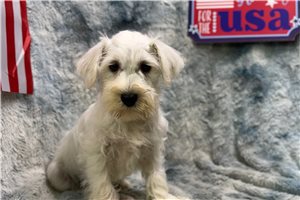 Enzo - puppy for sale
