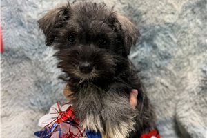 Elise - Schnauzer, Miniature for sale