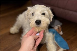 Spice - Schnauzer, Miniature for sale