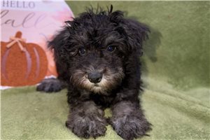 Riley - Miniature Schnauzer for sale
