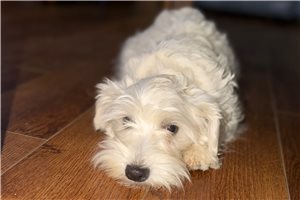 Snips - Schnauzer, Miniature for sale