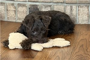 Diana - Schnauzer, Miniature for sale