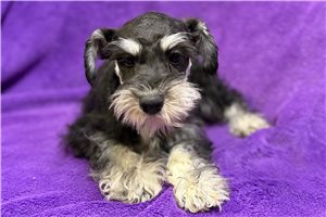 Dewdrop - puppy for sale