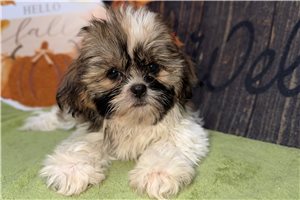 Utopia - puppy for sale