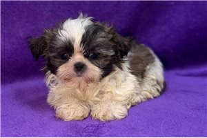 Isabelle - Shih Tzu for sale
