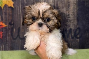 Ursa - puppy for sale