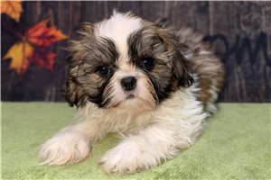 Ursula - Shih Tzu for sale