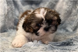 Ethan - Shih Tzu for sale