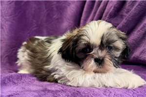 Everly - Shih Tzu for sale