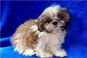 Elias - Shih Tzu for sale