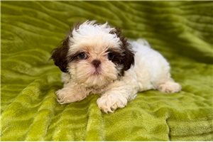 Isaiah - puppy for sale