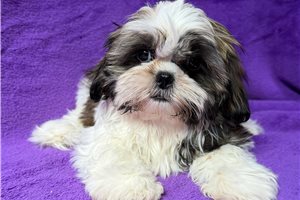 Everly - Shih Tzu for sale