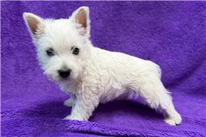 Margo - West Highland White Terrier - Westie for sale
