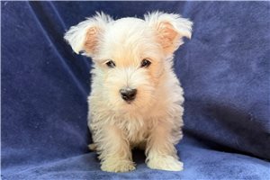 Ashe - West Highland White Terrier - Westie for sale