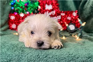 Gibson - West Highland White Terrier - Westie for sale
