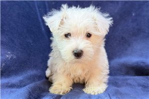 Blip - West Highland White Terrier - Westie for sale