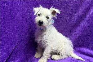 Leisel - West Highland White Terrier - Westie for sale