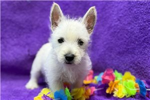 Marie - West Highland White Terrier - Westie for sale