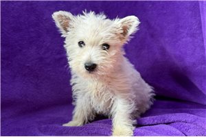 Amina - West Highland White Terrier - Westie for sale