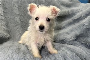 Avery - West Highland White Terrier - Westie for sale
