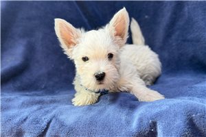 Ashby - West Highland White Terrier - Westie for sale