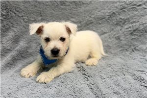 Kendrick - West Highland White Terrier - Westie for sale