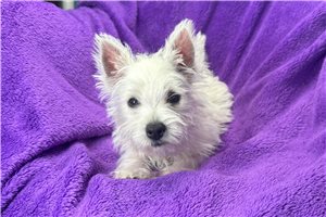 Ava Marie - West Highland White Terrier - Westie for sale