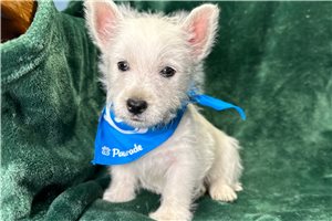 Monroe - West Highland White Terrier - Westie for sale