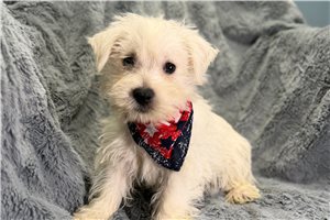 Lemuel - West Highland White Terrier - Westie for sale