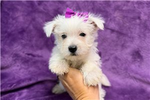 Lilly - Westie for sale