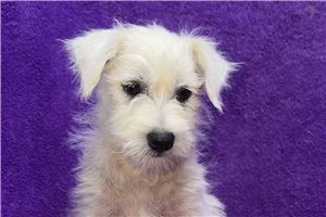 Lena - West Highland White Terrier - Westie for sale