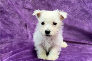 Lanney - puppy for sale