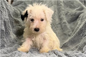 Leia - West Highland White Terrier - Westie for sale