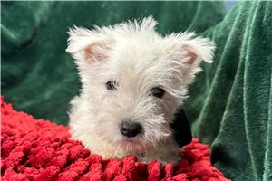 Ginny - West Highland White Terrier - Westie for sale