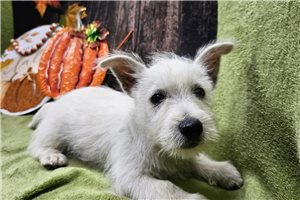 Kelpie - West Highland White Terrier - Westie for sale