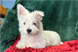 Geyser - West Highland White Terrier - Westie for sale