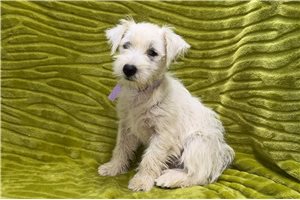 Leia - West Highland White Terrier - Westie for sale