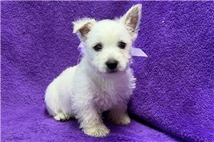 Madison - West Highland White Terrier - Westie for sale