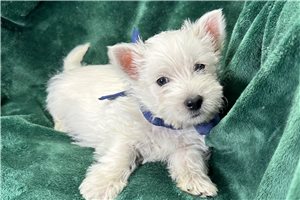 Mickey - West Highland White Terrier - Westie for sale