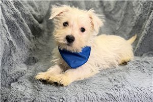 Lenin - West Highland White Terrier - Westie for sale