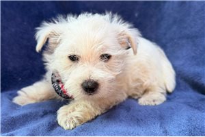 Blink - West Highland White Terrier - Westie for sale