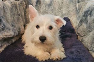Dougie - West Highland White Terrier - Westie for sale