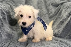 Leland - West Highland White Terrier - Westie for sale