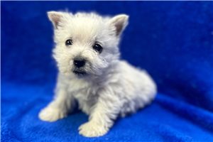 Axel - West Highland White Terrier - Westie for sale