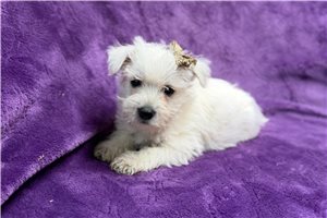 Lorna - Westie for sale