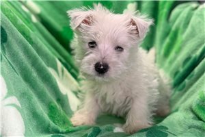 Willy - West Highland White Terrier - Westie for sale