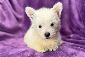 Danelle - West Highland White Terrier - Westie for sale