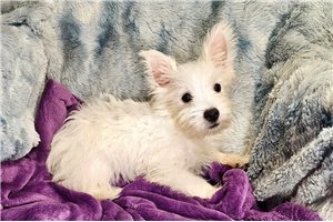 Danelle - West Highland White Terrier - Westie for sale