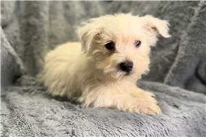 Leisel - West Highland White Terrier - Westie for sale