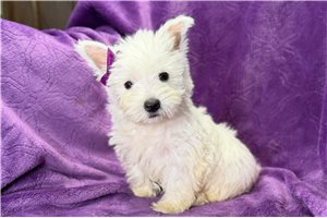 Daisy - West Highland White Terrier - Westie for sale